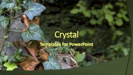  Presentation with old young - Slide set consisting of superseed - young and old ivy background and a tawny brown colored foreground