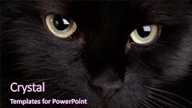  Presentation with superstition - Colorful slide deck enhanced with superstition - black cat close up backdrop and a wine colored foreground