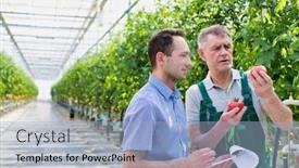  Presentation with greenhouse - PPT theme enhanced with farmer examining tomatoes in greenhouse background and a light blue colored foreground