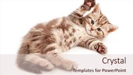  Presentation with hello kitty cute little kitten - Presentation enhanced with supine - little baby kitten lying background and a lemonade colored foreground