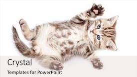  Presentation with kitten - Amazing presentation having supine - little baby kitten lying backdrop and a soft green colored foreground