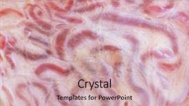  Presentation with shell - PPT theme enhanced with surface of shell bull testicles background and a coral colored foreground