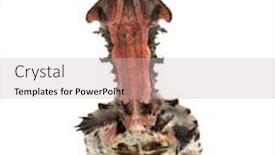  Presentation with turtle - Colorful presentation enhanced with surfacing-mata-mata-turtle-chelus backdrop and a soft green colored foreground