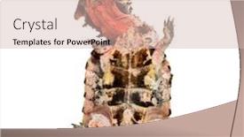  Presentation with turtle - Presentation design having surfacing-mata-mata-turtle-chelus background and a soft green colored foreground