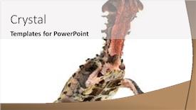  Presentation with turtle - PPT theme with surfacing-mata-mata-turtle-chelus background and a light gray colored foreground