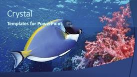  Presentation with fish ocean - Cool new PPT theme with surgeon-fish-at-the-bottom backdrop and a ocean colored foreground