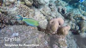  Presentation with maldive - PPT layouts consisting of surgeon-fish-in-the-open background and a gray colored foreground