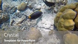  Presentation with water ocean - Amazing PPT layouts having surgeon-fish-in-the-open backdrop and a gray colored foreground