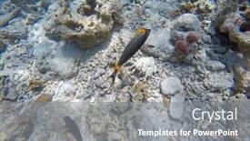  Presentation with water ocean - Slide deck consisting of surgeon-fish-in-the-open background and a gray colored foreground