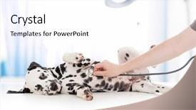  Presentation with veterinary - Amazing PPT theme having surgery - dog examination by veterinary doctor backdrop and a white colored foreground