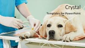  Presentation with veterinary - PPT theme featuring surgery - veterinary giving the vaccine background and a soft green colored foreground