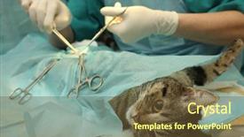  Presentation with surgical - Presentation theme with surgical operation of cat background and a tawny brown colored foreground