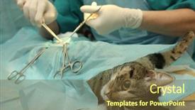  Presentation with sterilization - PPT theme featuring surgical sterilization of cat background and a tawny brown colored foreground
