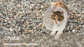  Presentation with surgery - Slide deck featuring surgical wounds - little cat with elizabethan collar background and a gray colored foreground