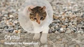  Presentation with surgical - PPT theme consisting of surgical wounds - little cat with elizabethan collar background and a gray colored foreground