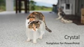  Presentation with surgical - PPT layouts featuring surgical wounds - little cat with elizabethan collar background and a light gray colored foreground