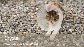  Presentation with surgical - Cool new slides with surgical wounds - little cat with elizabethan collar backdrop and a gray colored foreground