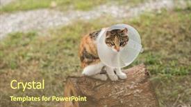  Presentation with surgical - Theme having surgical wounds - little cat with elizabethan collar background and a coral colored foreground
