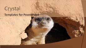  Presentation with predators - Slide set enhanced with suricata-suricatta-meerkat-lookout background and a coral colored foreground