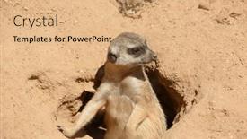  Presentation with predators - Presentation enhanced with suricata-suricatta-meerkat-lookout and a coral colored foreground