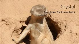  Presentation with predators - Theme featuring suricata-suricatta-meerkat-lookout and a coral colored foreground