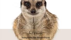  Presentation with security camera protection - Colorful presentation theme enhanced with suricate-lying-and-looking backdrop and a coral colored foreground