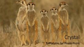  Presentation with family africa - Beautiful slides featuring suricate or meerkat suricata suricatta backdrop and a gold colored foreground