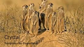  Presentation with family africa - PPT theme having suricate or meerkat suricata suricatta background and a gold colored foreground