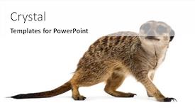  Presentation with sheep flock lambs standing - Theme enhanced with suricate-standing-and-looking-up background and a white colored foreground