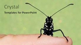  Presentation with monarch butterfly - Slide deck with surprise-monarch-butterfly-peeking background and a mint green colored foreground