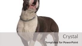  Presentation with bully - Colorful PPT theme enhanced with surprised american bully wearing necklace looks up to side while walking forward on white background backdrop and a light gray colored foreground