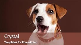  Presentation with cute christmas pug puppy dog - Beautiful theme featuring surprised dog puppy with open backdrop and a tawny brown colored foreground