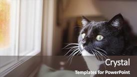  Presentation with alert - Slide deck having surprised expression on alert background and a tawny brown colored foreground