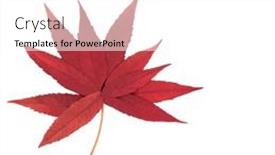  Presentation with fall abstract - Slide set enhanced with surreal-autumn-fall-staghorn-sumac background and a white colored foreground