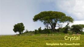  Presentation with serengeti africa - Theme featuring island survival - herd of antelope thomson's gazelle background and a tawny brown colored foreground