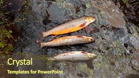  Presentation with survival - Presentation theme with survival in hikes grayling wild background and a  colored foreground