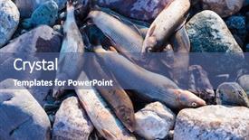  Presentation with survival - Colorful presentation enhanced with survival in hikes grayling wild backdrop and a  colored foreground