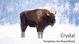  Presentation with bison - Amazing presentation theme having bovine - wild european bison in snowy backdrop and a sky blue colored foreground
