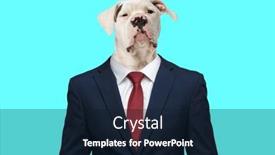  Presentation with navy blue - Slide set with suspicious-cute-american-bulldog-puppy background and a wine colored foreground