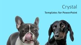  Presentation with nose - Theme with suspicious-french-bulldog-licking background and a white colored foreground