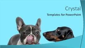  Presentation with nose - Slide deck having suspicious-french-bulldog-licking background and a white colored foreground