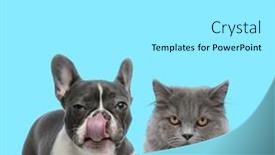  Presentation with forward - Cool new PPT layouts with suspicious-french-bulldog-licking backdrop and a white colored foreground