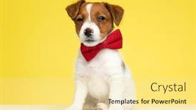  Presentation with russell - Cool new presentation design with suspicious-jack-russell-terrier-wearing backdrop and a blonde colored foreground