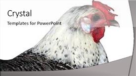  Presentation with hen - Colorful presentation theme enhanced with sussex hen with floppy comb isolated with clipping path backdrop and a white colored foreground