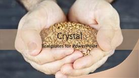  Presentation with wheat - Cool new presentation with sustainability health - male cupped hands holding whole backdrop and a coral colored foreground