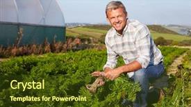  Presentation with vegan organic farming - Beautiful PPT theme featuring sustainable agriculture - farmer harvesting organic carrot crop backdrop and a tawny brown colored foreground