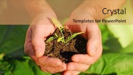  Presentation with hand holding plant - Amazing theme having sustainable agriculture - hand holding plant seed backdrop and a coral colored foreground