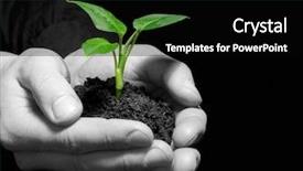  Presentation with hands planting a cabbage seedling - Cool new presentation theme with sustainable growth - plant in hands backdrop and a  colored foreground