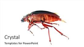  Presentation with california - PPT theme having suture - california prionus beetle aka prionus background and a white colored foreground