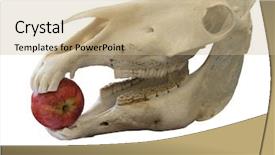  Presentation with suture - Beautiful PPT theme featuring suture - horse skull with apple backdrop and a coral colored foreground